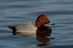 David Plant Photography - Wildlife Photography - Pochard - P